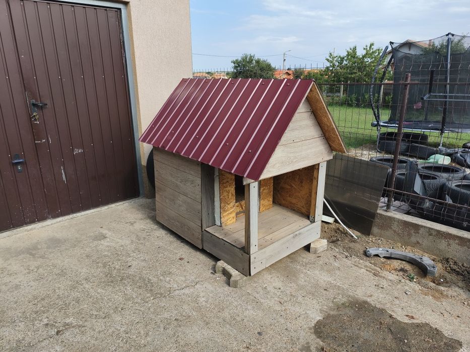 Cusca de caini izolat