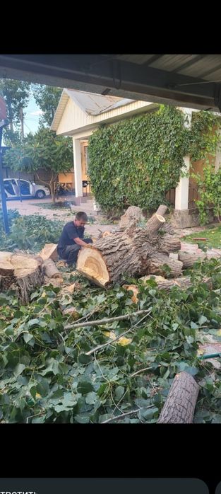 Спил деревьев Алматы