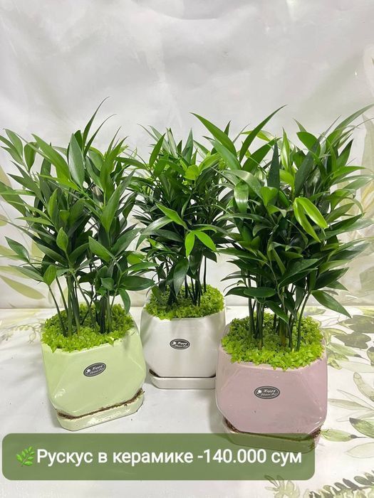 Рускус, Муррайя,Калатея Фьюжен, Декабрист Диффинбахия