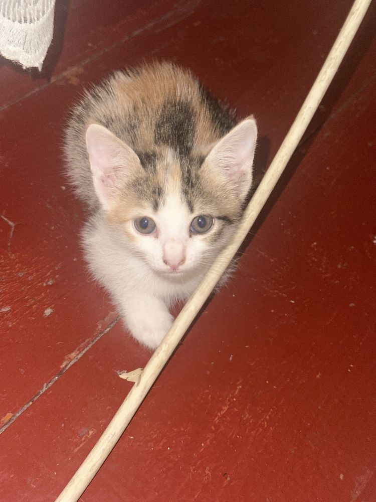 Котенок. Серый, рыжий, и смешанний цвета котята. Не обычным цветом.