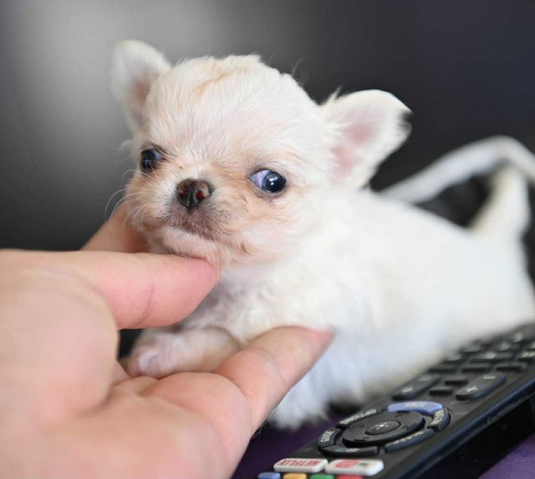 Мъжко дългокосместо мини чихуахуа