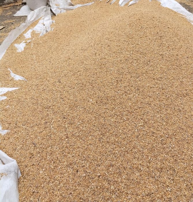 Продам пшеницу корм