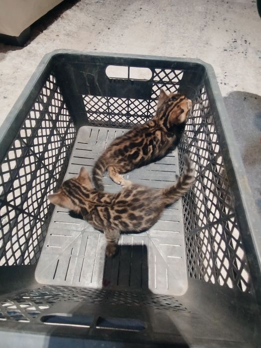 Bengal toza bolasi uch xaftali
