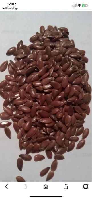 Продам семена льна масличного, пшеницу твердую, ячмень