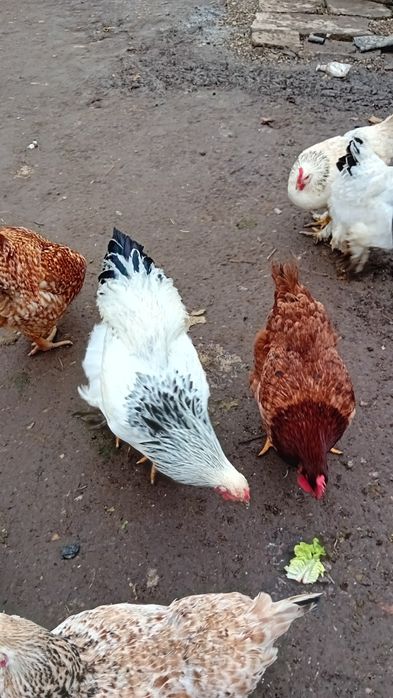 Vând gâște și găini