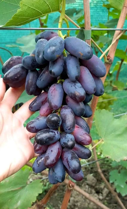 Vând vita de vie soiuri noi struguri de masa