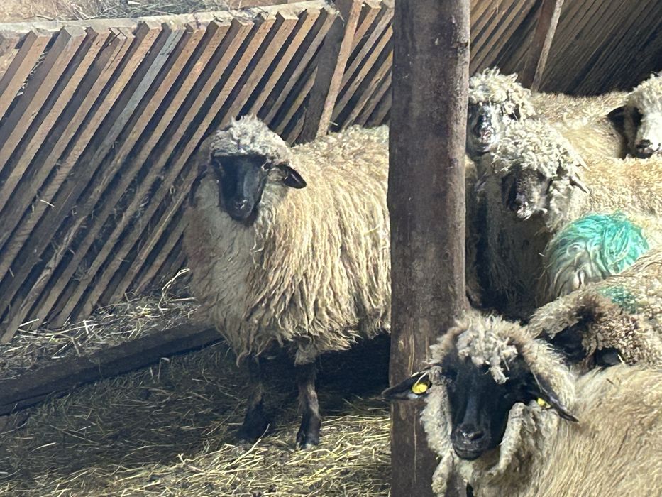 Vând cârlane 29 bucati