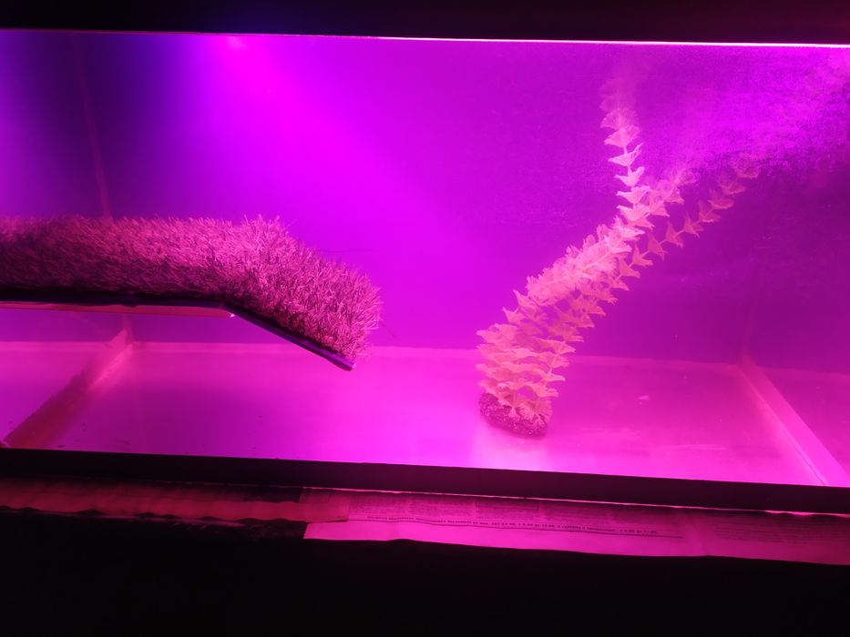 Аквариум с сушей для черепах.