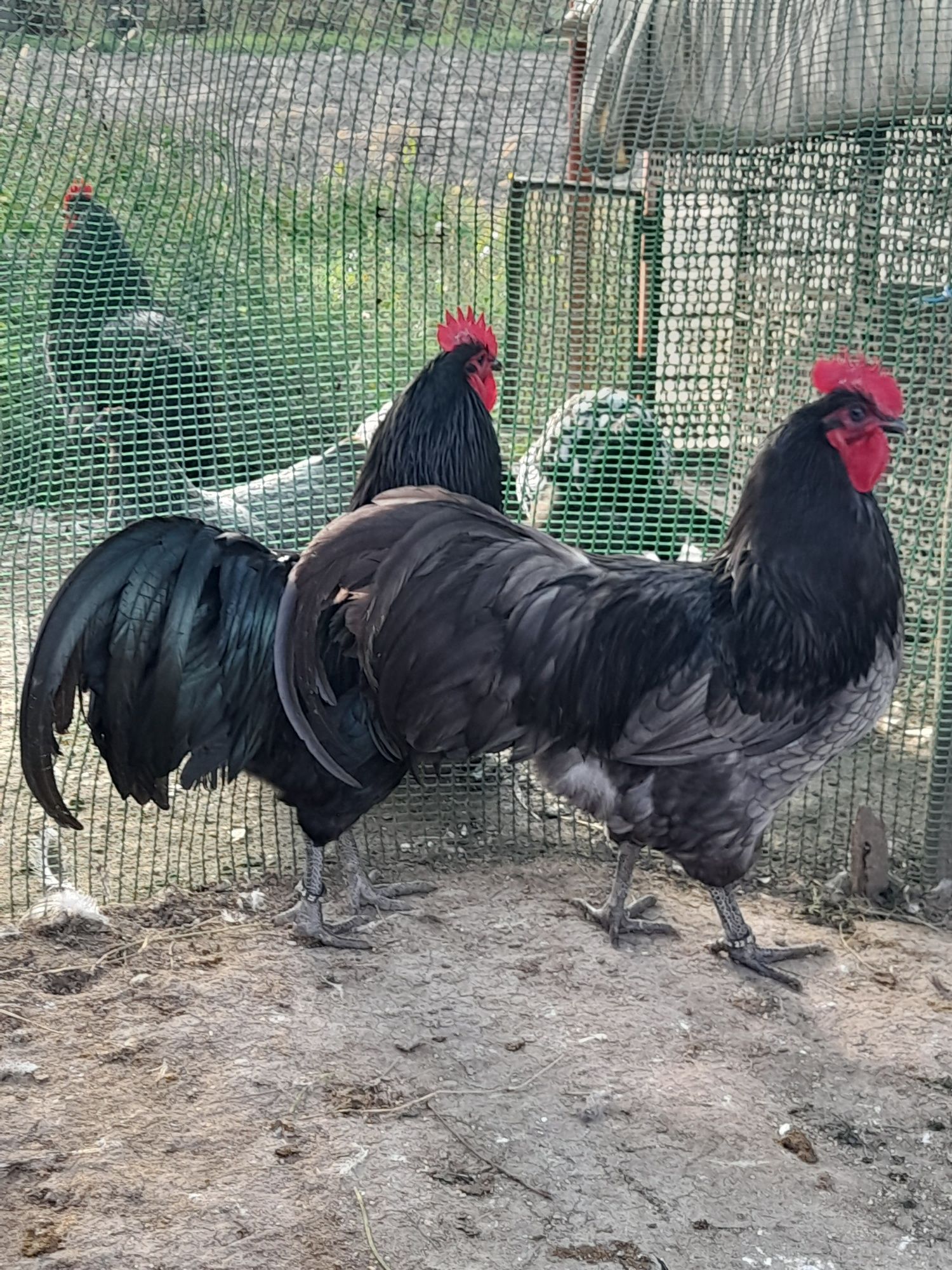 Vând ouă și pui din rasa Australorp Albastru Negru