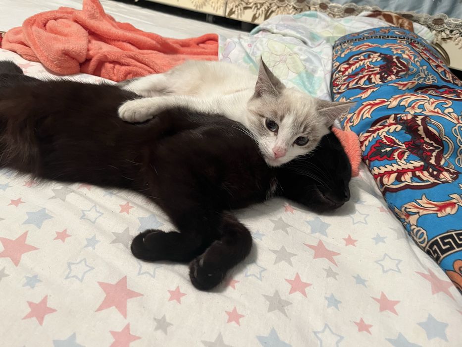 Котенки 1 месяц шотландцы.