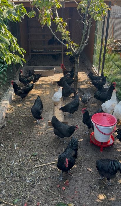 Vand cocosi Australorp - 2025