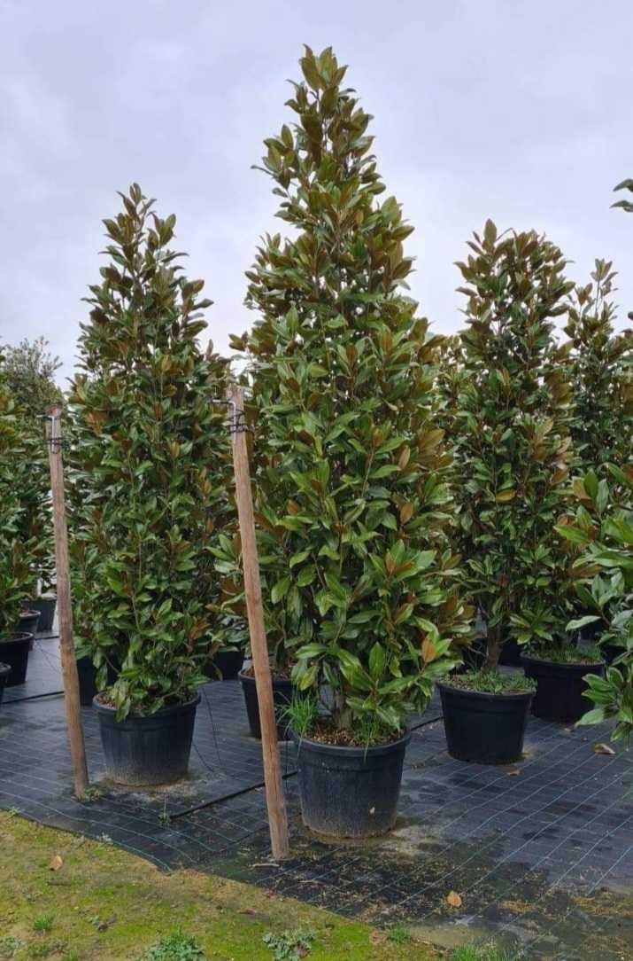 Magnolia Grandiflora Mesteacan Tuia