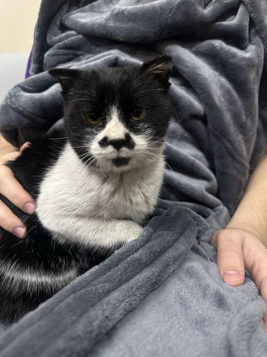 Кашечка ищет дом