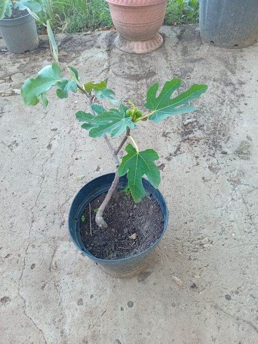 Vand smochini anul