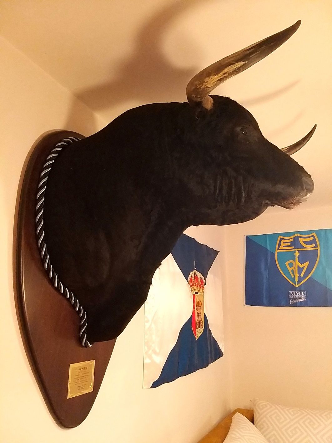 Препарирана бикова глава