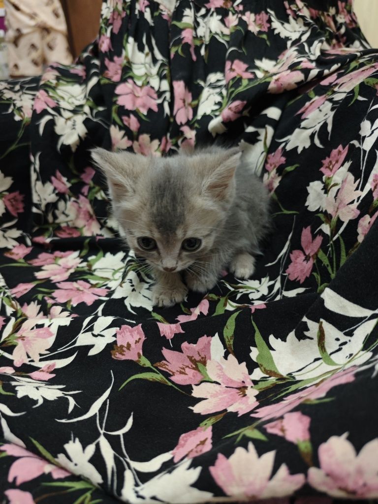 Котята золотая шиншилла
