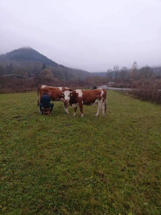 Vand vaci bălțate (bălțata romaneasca)