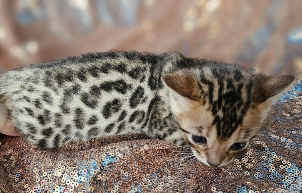 Bengaleza Hipoalergenic cu pedigree felisa