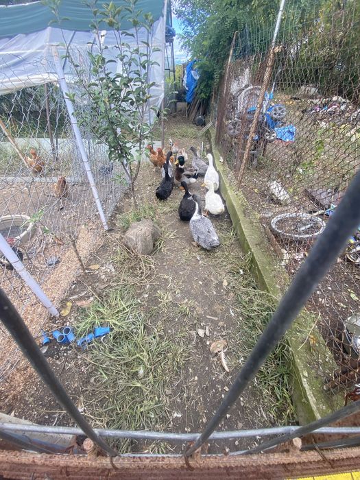 Rățoi romanesti si gaini pitici