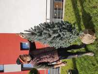 Plante ornamentale, tuia, tei, brazi argintii, mesteacan, brad verde