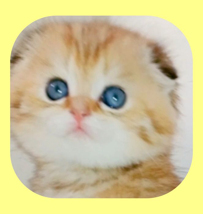 Роскошные котята Скоттиш Фолд