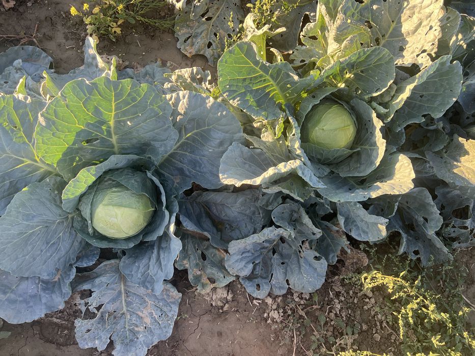 Varză de Buzău ( Romaneasca )