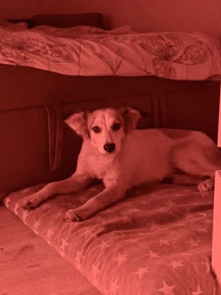 Ищет дом — самая верная и добрая душа!