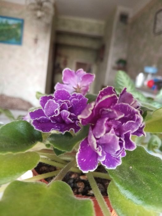 Фиалочки для дома