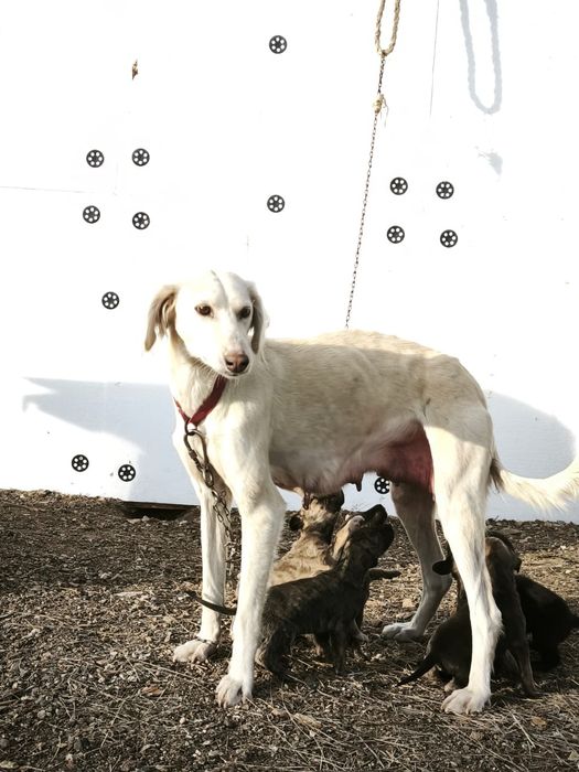 Тазының күшіктері