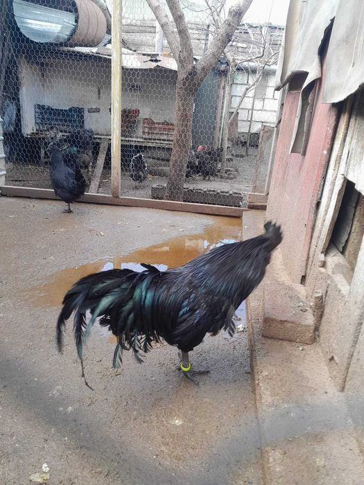 Pasari Brahma Ayam Cemani