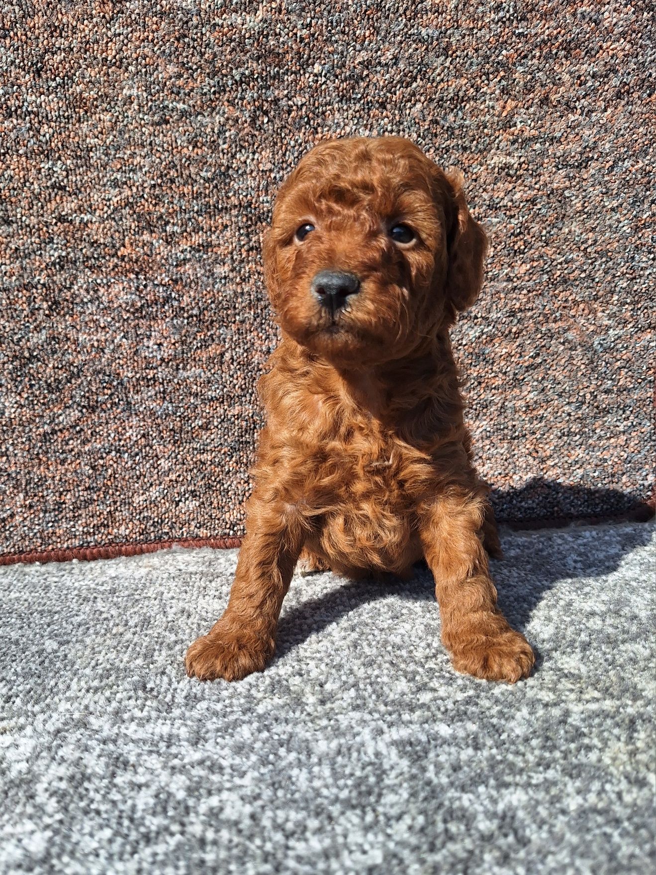 Pudel/Caniche fetite