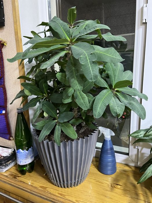 Уй ва офис учун гуллар