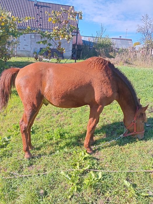 De vanzare Mânz castrat