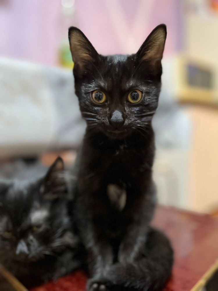 Котята в добрые руки!