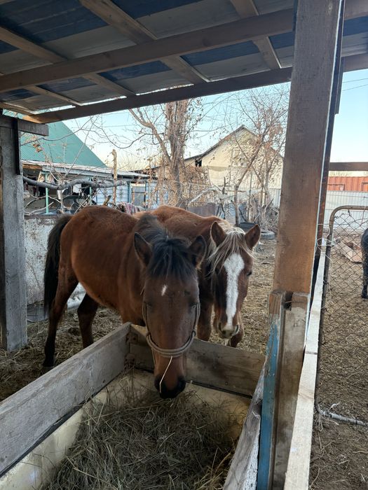 Тайлар жуас сатылады