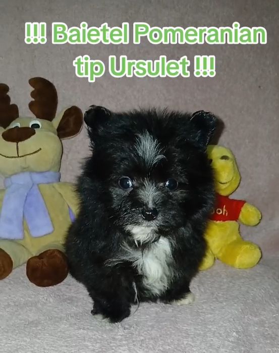 Asigur transport !!! Pui Pomeranian mascul tip Ursulet !!!
