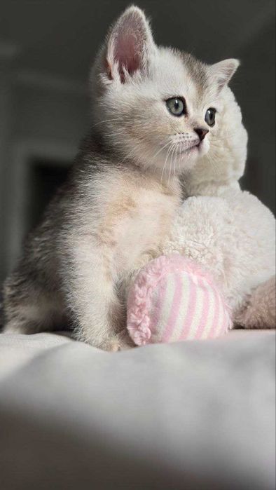 Продаётся котенки шиншиллы, приученные к лотку