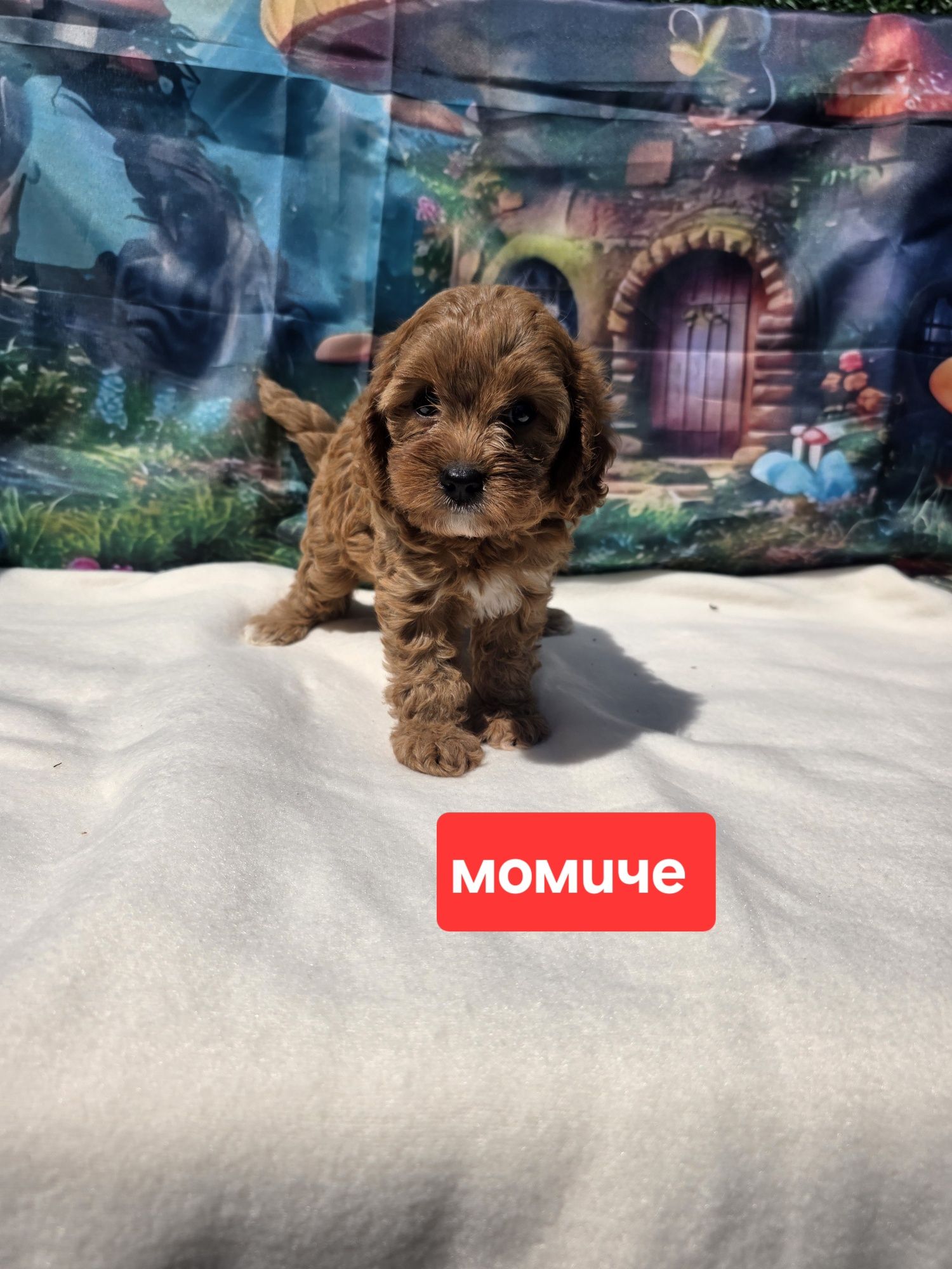 Кавапу/Cavapoo/Toy poodle