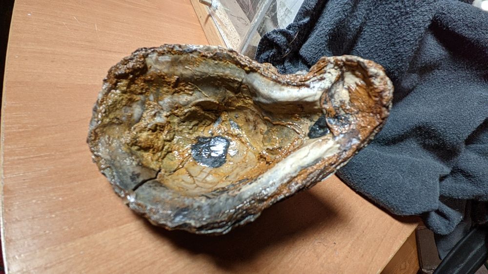 Окаменелость, ракушка