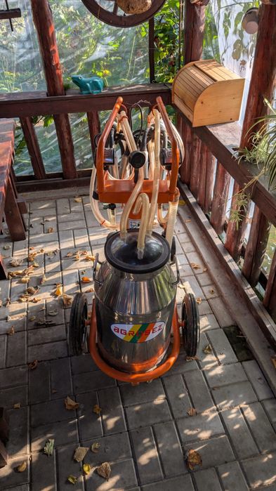 Mulgatoare vaci de vanzare, conditie excelenta