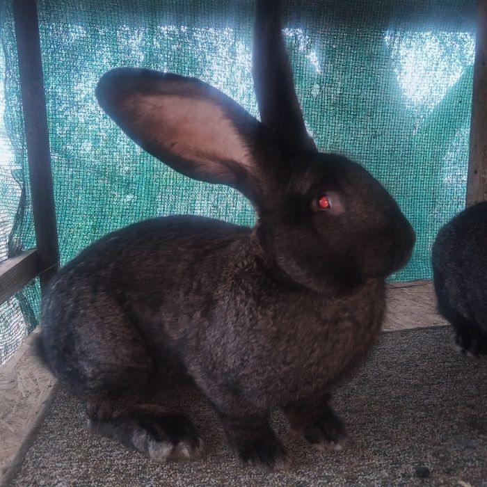 Iepuri Urias Germani