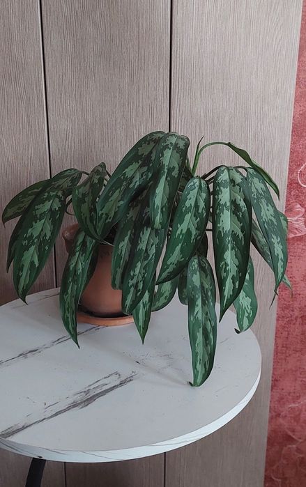 Продам Аглаонему, Калатею, Фиттонию, Юкку