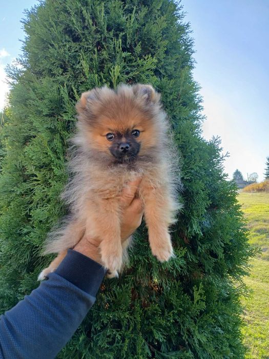 Померан/померанче