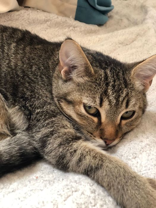 Кошка 8 месяцов.