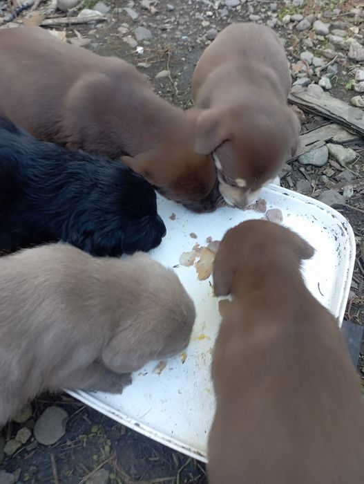 Vând căței Labrador metis