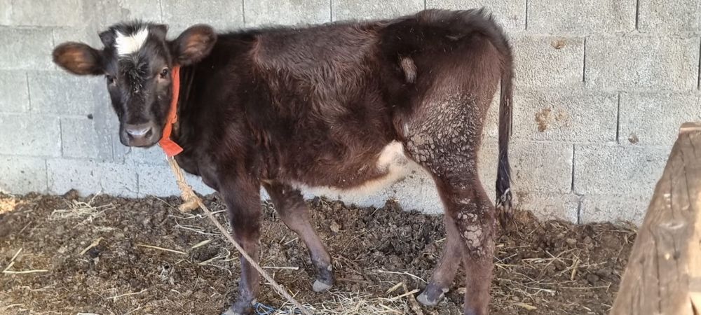 Vand Vitei crescut sau taiat