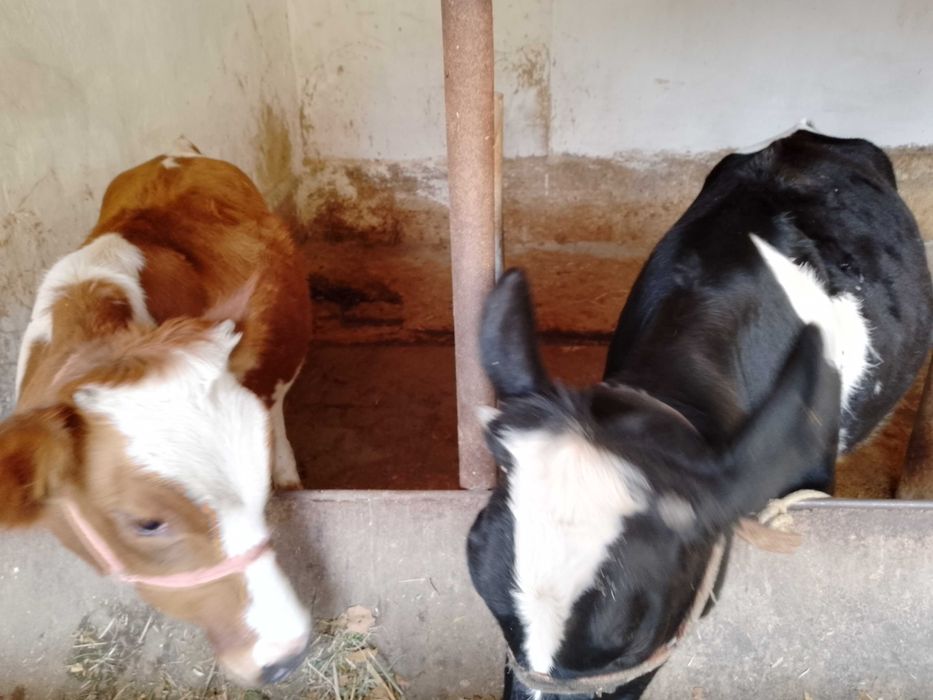 Икта тонача сотилади зоти тоза