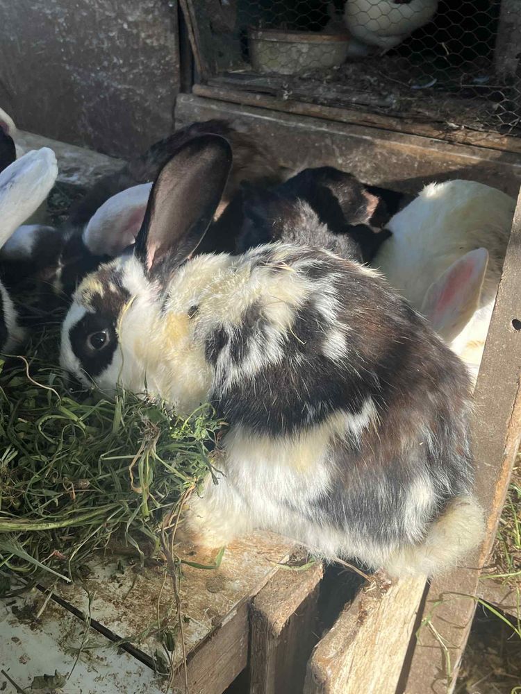 Зайци пеперуда и кочоват