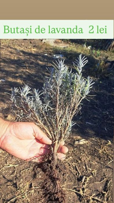 Butași și tufe mari de vanzare