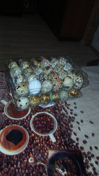 Vând oua de prepelițe proaspete !